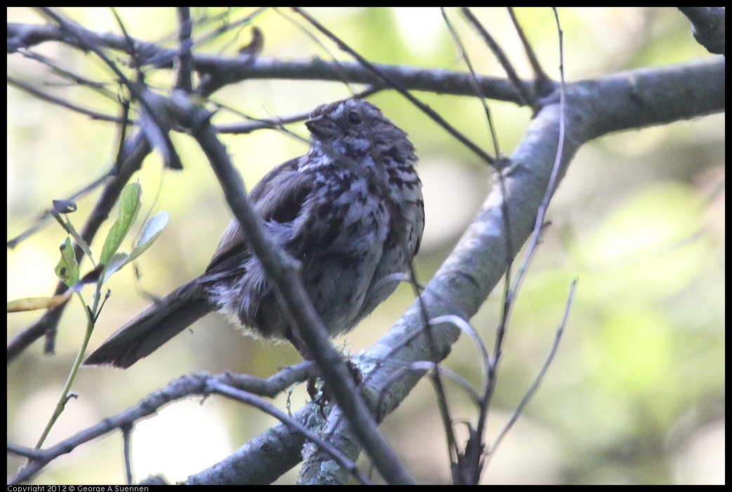 0718-173805-03.jpg - Song Sparrow (?) Juvenile