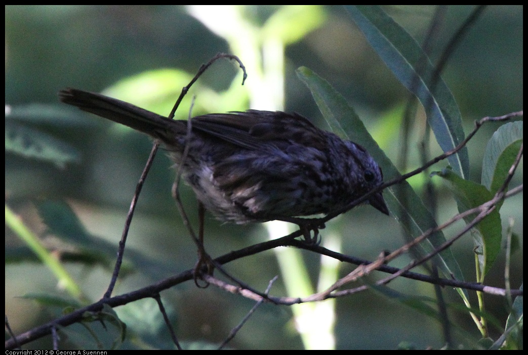 0718-173829-01.jpg - Song Sparrow (?) Juvenile