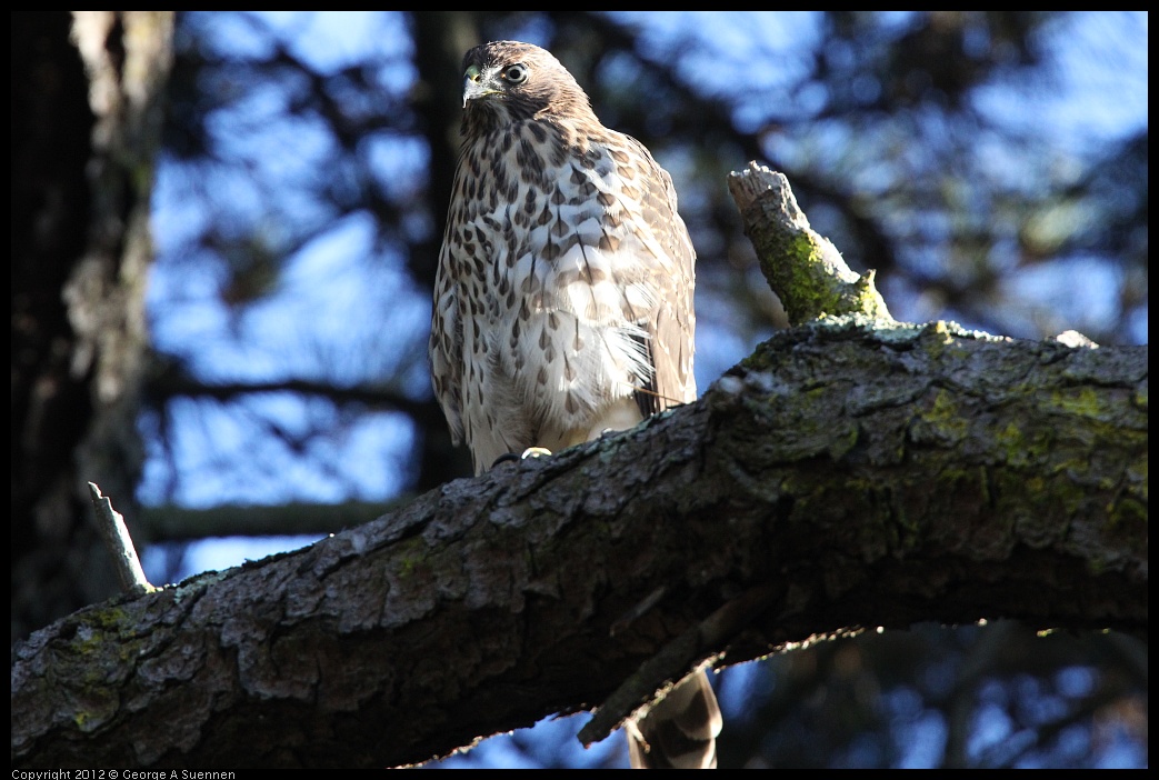 0718-180629-02.jpg - Cooper's Hawk Juvenile