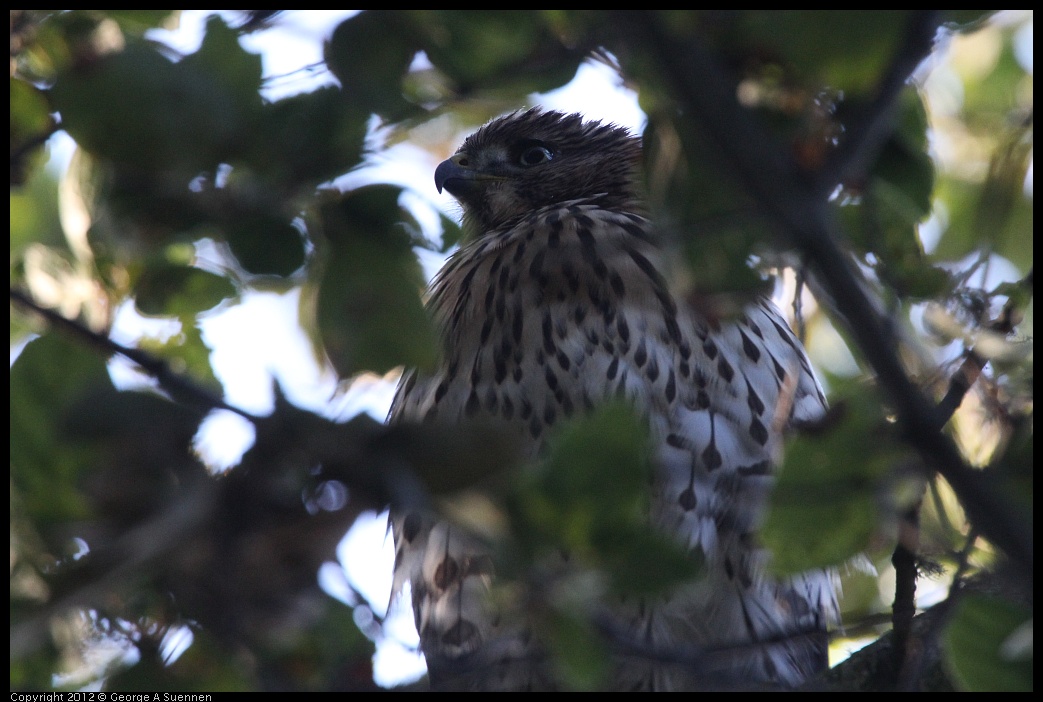 0718-180715-01.jpg - Cooper's Hawk Juvenile