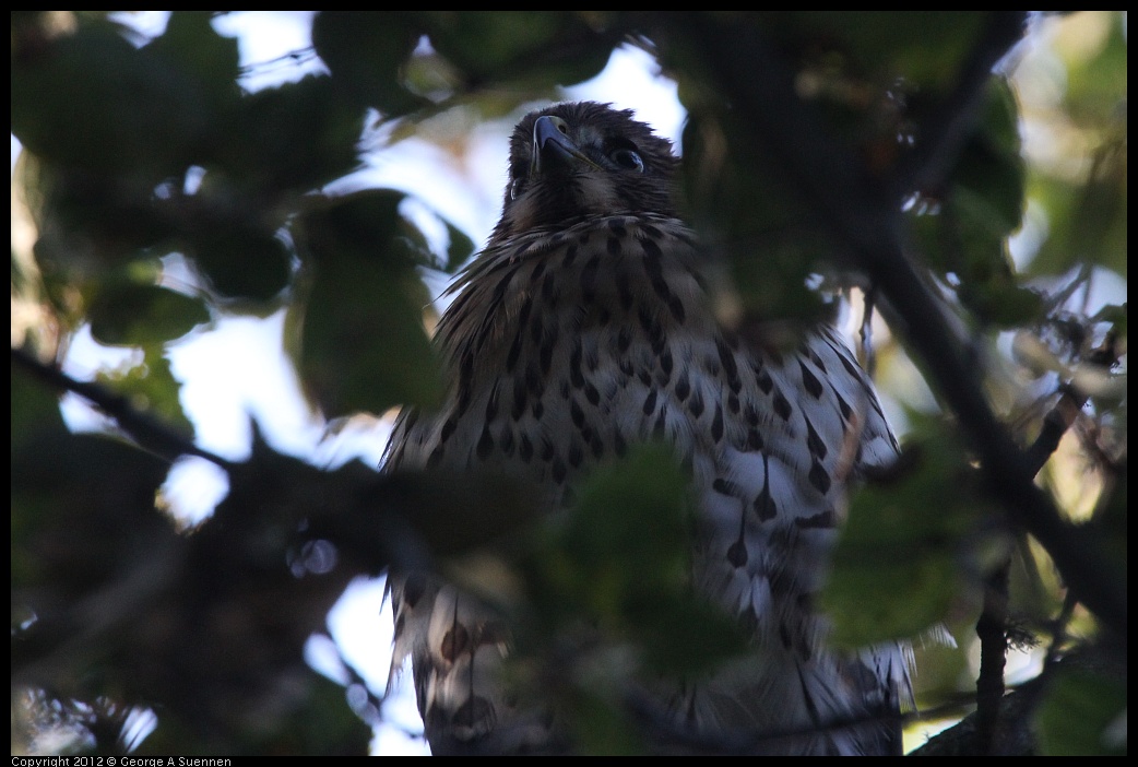 0718-180725-03.jpg - Cooper's Hawk Juvenile