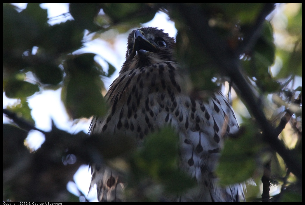 0718-180726-01.jpg - Cooper's Hawk Juvenile