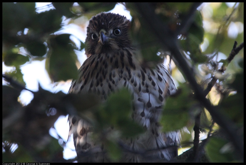 0718-180734-02.jpg - Cooper's Hawk Juvenile