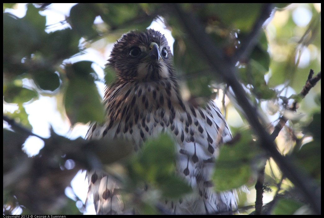 0718-180741-01.jpg - Cooper's Hawk Juvenile