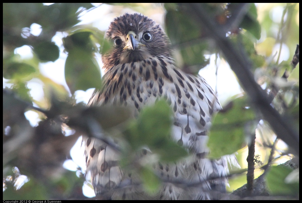 0718-180903-02.jpg - Cooper's Hawk Juvenile