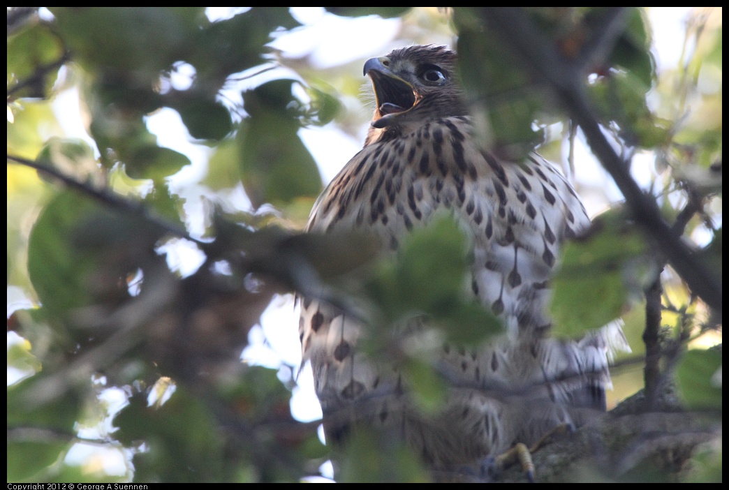 0718-180920-03.jpg - Cooper's Hawk Juvenile