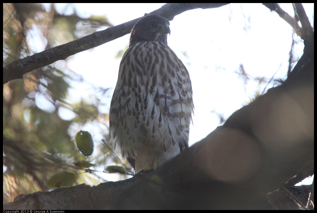 0718-181210-02.jpg - Cooper's Hawk Juvenile