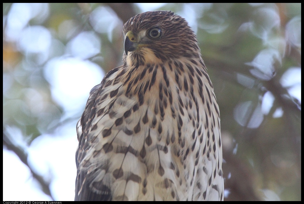 0718-181254-04.jpg - Cooper's Hawk Juvenile