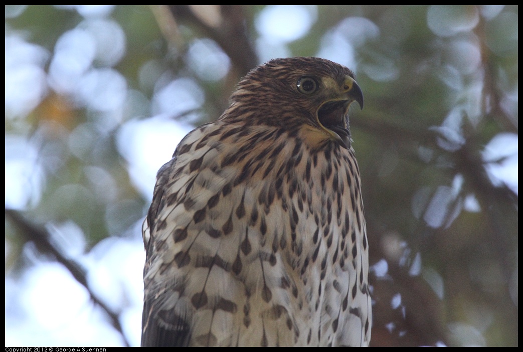 0718-181259-01.jpg - Cooper's Hawk Juvenile