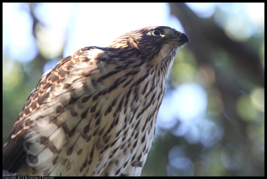 0718-181335-02.jpg - Cooper's Hawk Juvenile