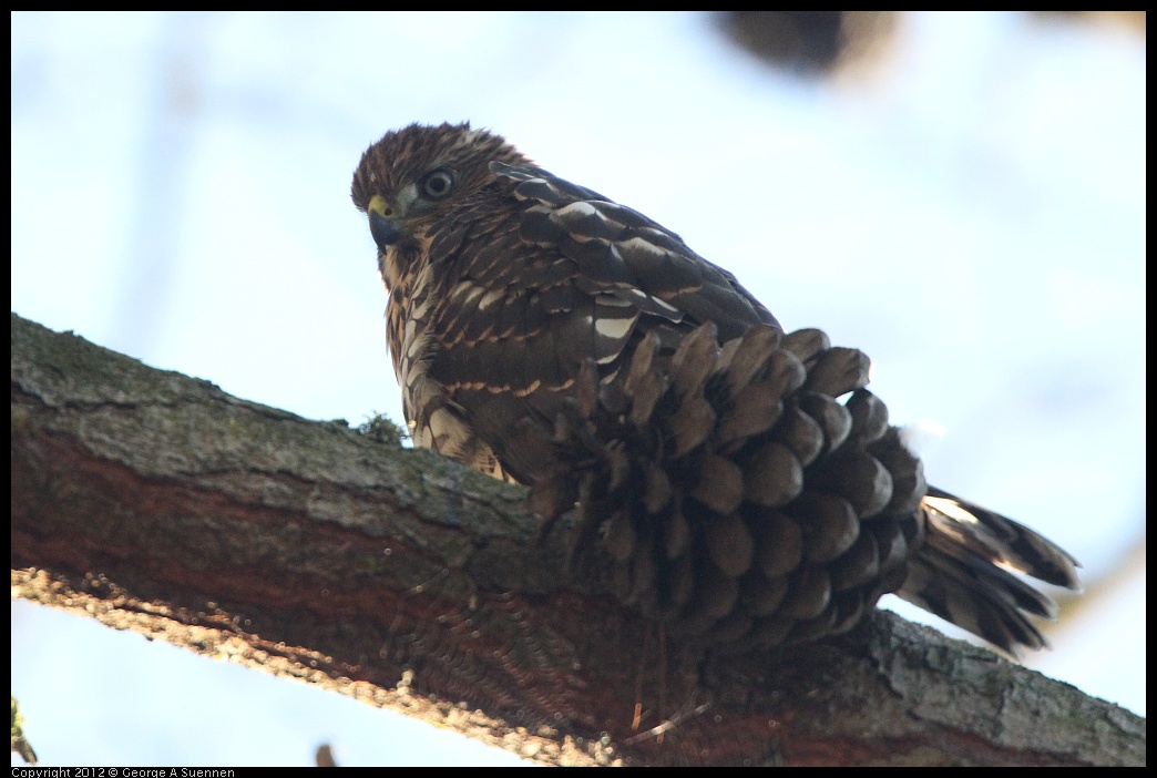 0718-182628-02.jpg - Cooper's Hawk Juvenile