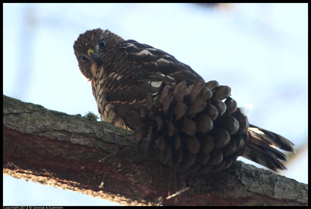 0718-182632-02.jpg - Cooper's Hawk Juvenile