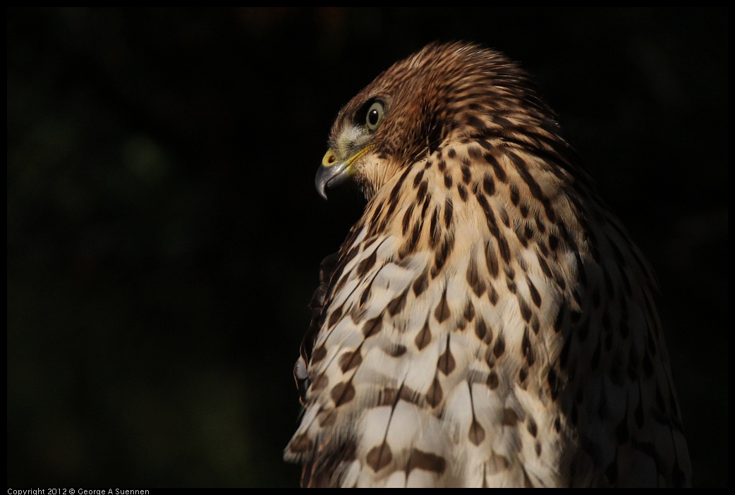 0718-182741-01.jpg - Cooper's Hawk Juvenile