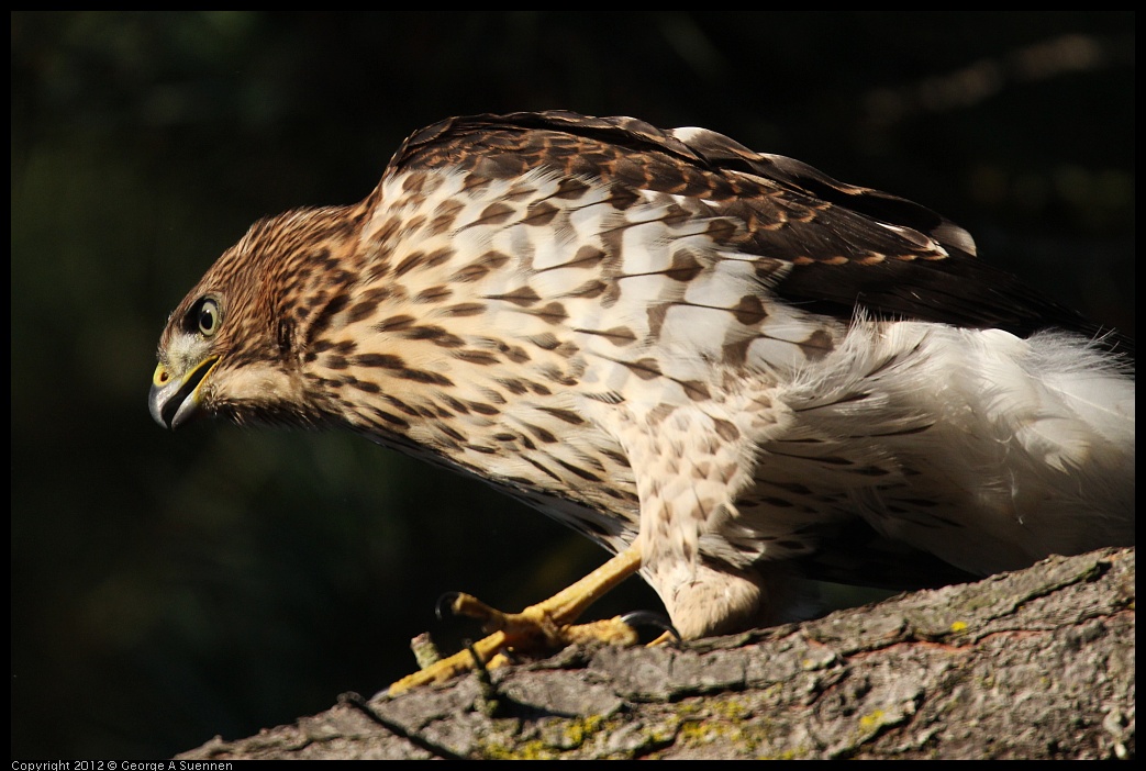 0718-182742-02.jpg - Cooper's Hawk Juvenile