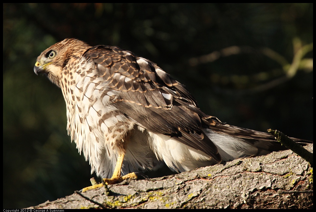 0718-182747-02.jpg - Cooper's Hawk Juvenile