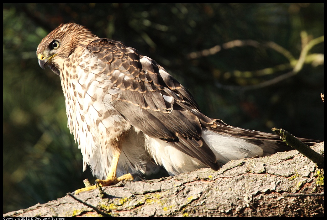 0718-182750-01.jpg - Cooper's Hawk Juvenile