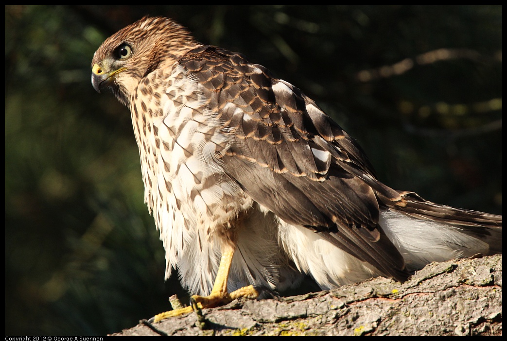 0718-182752-01.jpg - Cooper's Hawk Juvenile