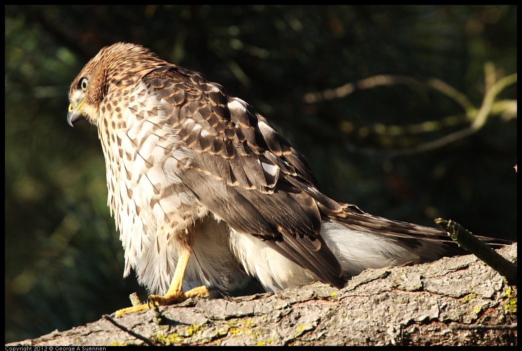 0718-182754-02.jpg - Cooper's Hawk Juvenile