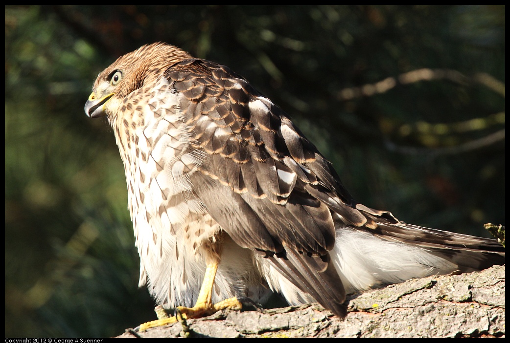 0718-182802-01.jpg - Cooper's Hawk Juvenile