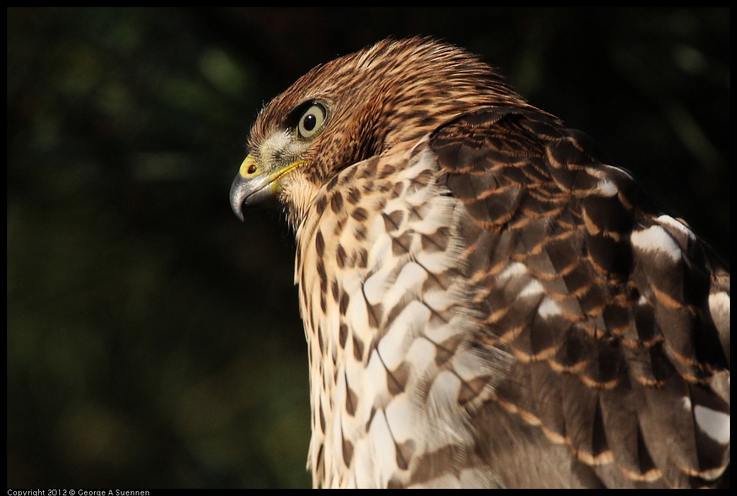 0718-182816-01.jpg - Cooper's Hawk Juvenile