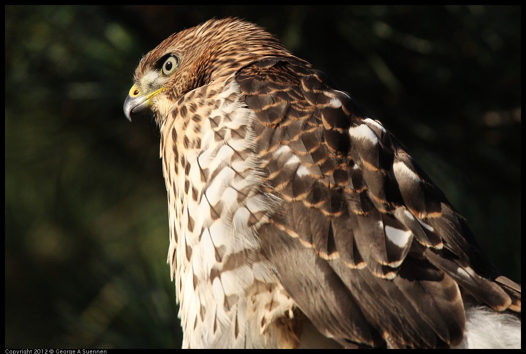 0718-182817-01.jpg - Cooper's Hawk Juvenile