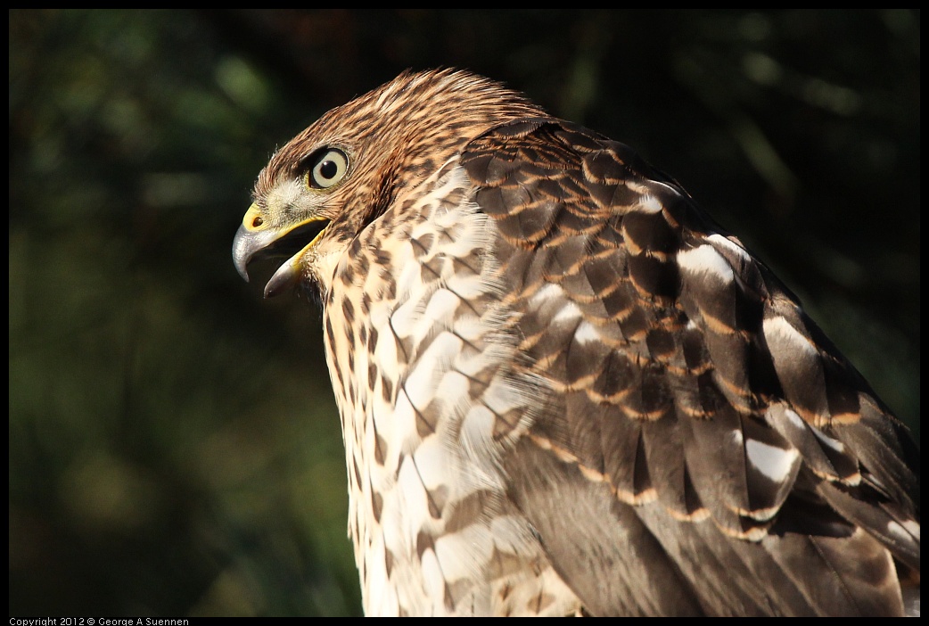 0718-182820-01.jpg - Cooper's Hawk Juvenile