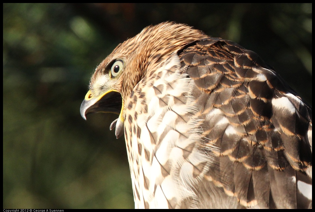 0718-182821-01.jpg - Cooper's Hawk Juvenile