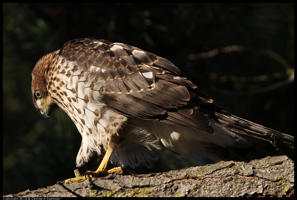 0718-182823-02.jpg - Cooper's Hawk Juvenile