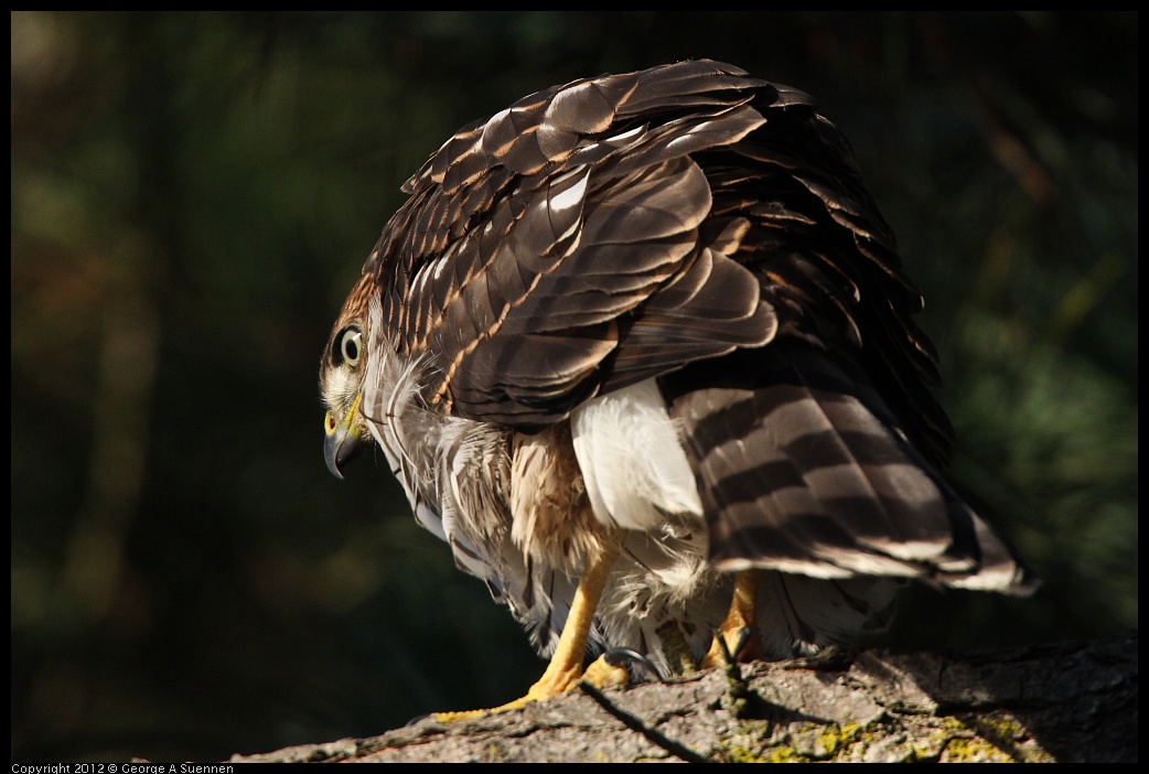 0718-182824-03.jpg - Cooper's Hawk Juvenile