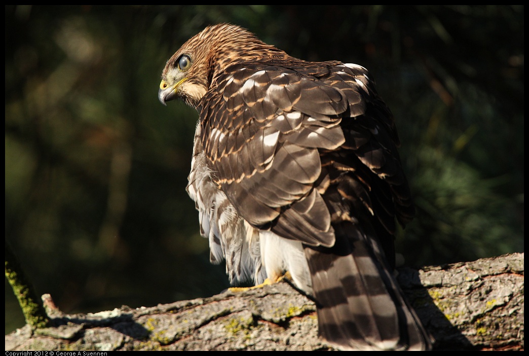 0718-182825-02.jpg - Cooper's Hawk Juvenile