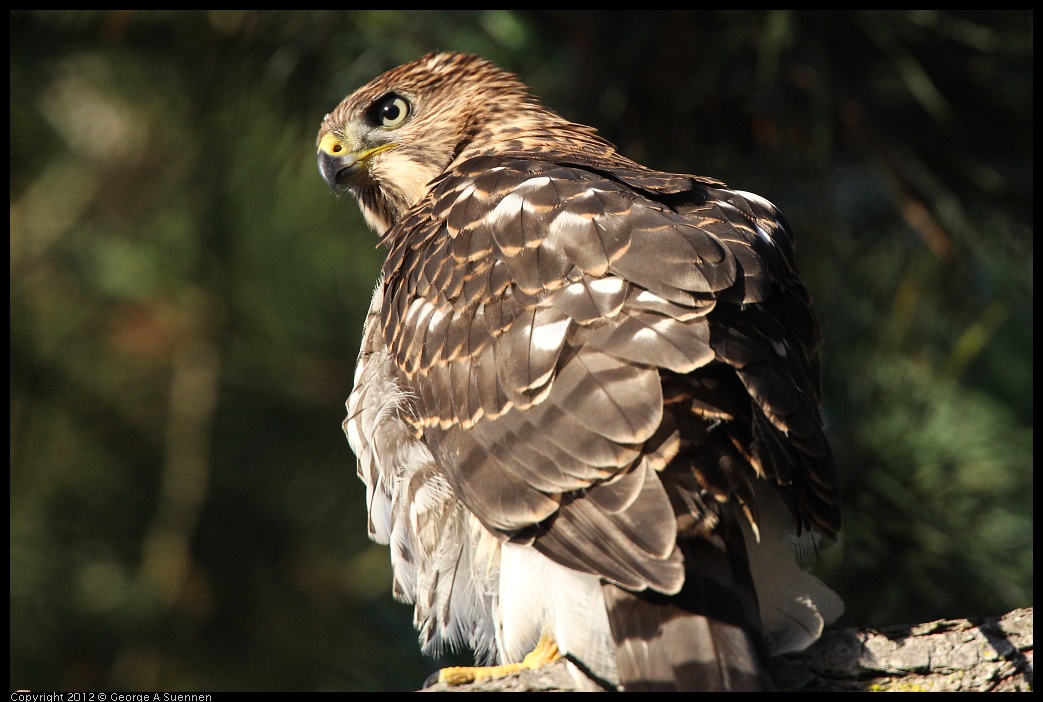 0718-182826-01.jpg - Cooper's Hawk Juvenile