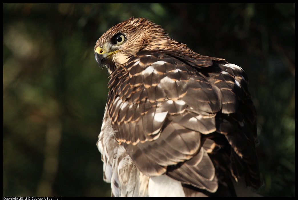 0718-182827-01.jpg - Cooper's Hawk Juvenile