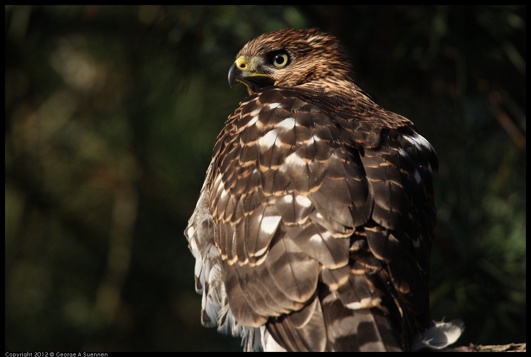 0718-182835-01.jpg - Cooper's Hawk Juvenile