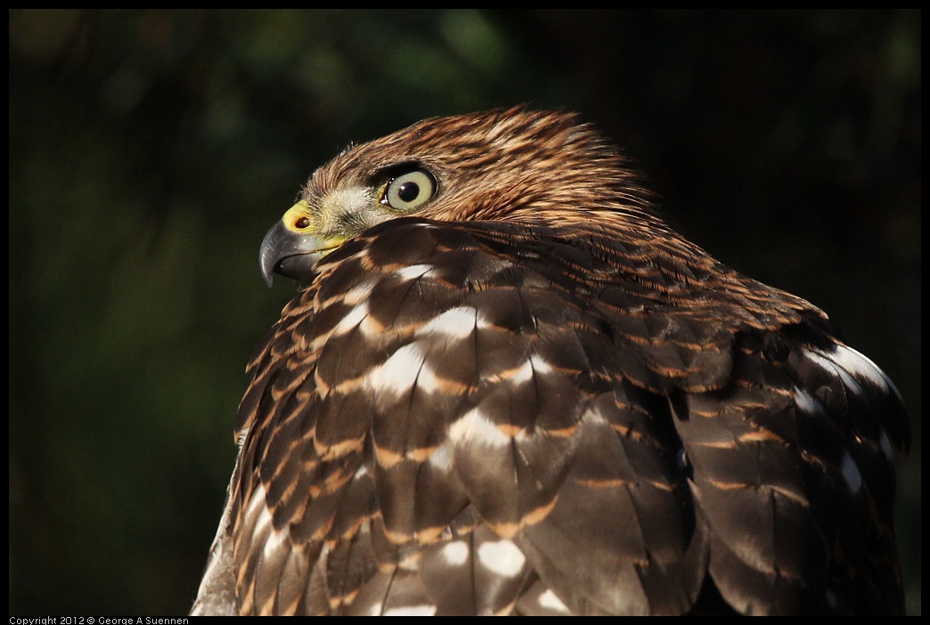 0718-182840-03.jpg - Cooper's Hawk Juvenile