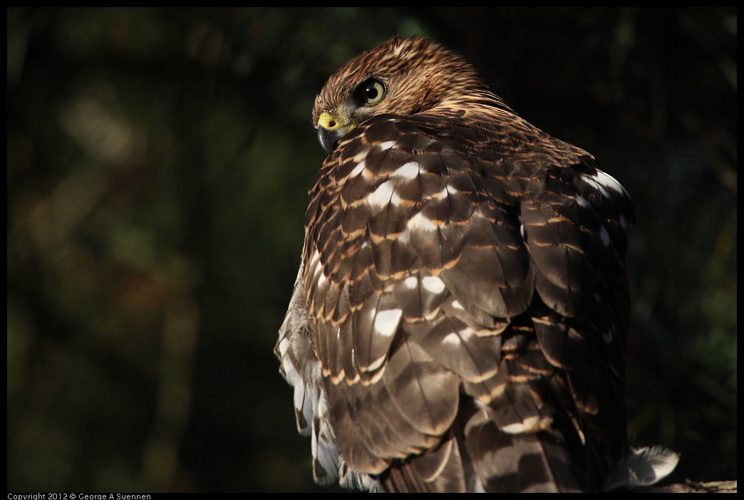 0718-182906-02.jpg - Cooper's Hawk Juvenile