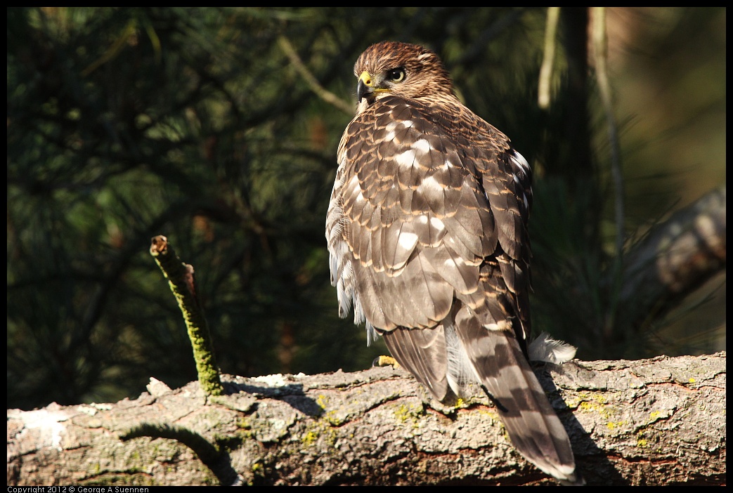 0718-183013-01.jpg - Cooper's Hawk Juvenile