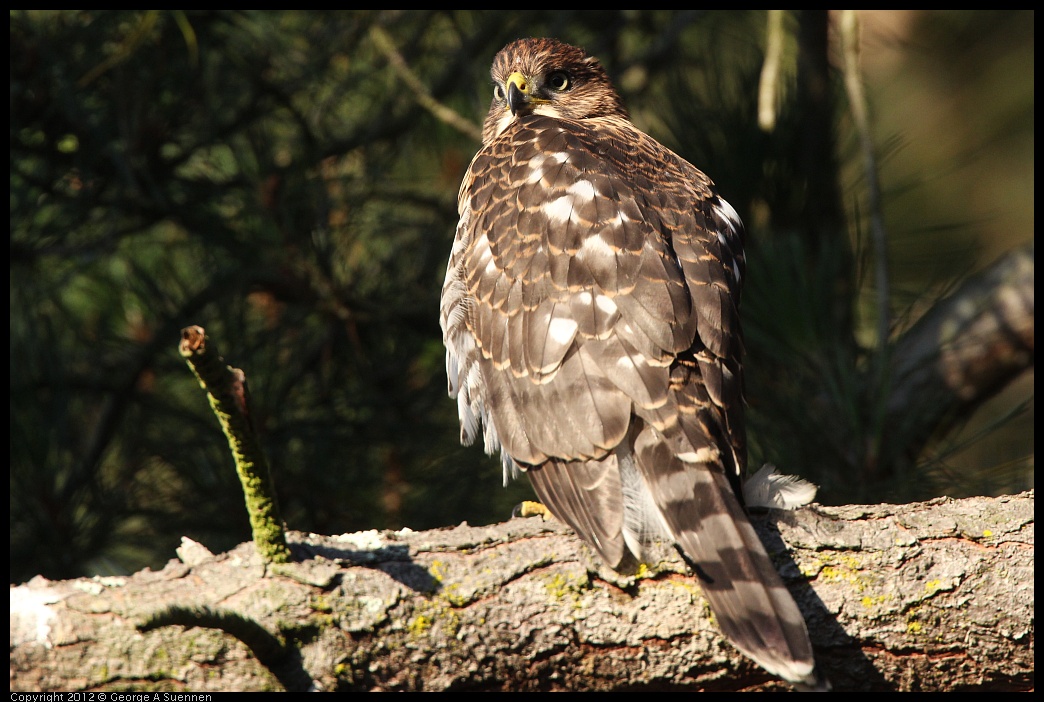 0718-183017-03.jpg - Cooper's Hawk Juvenile