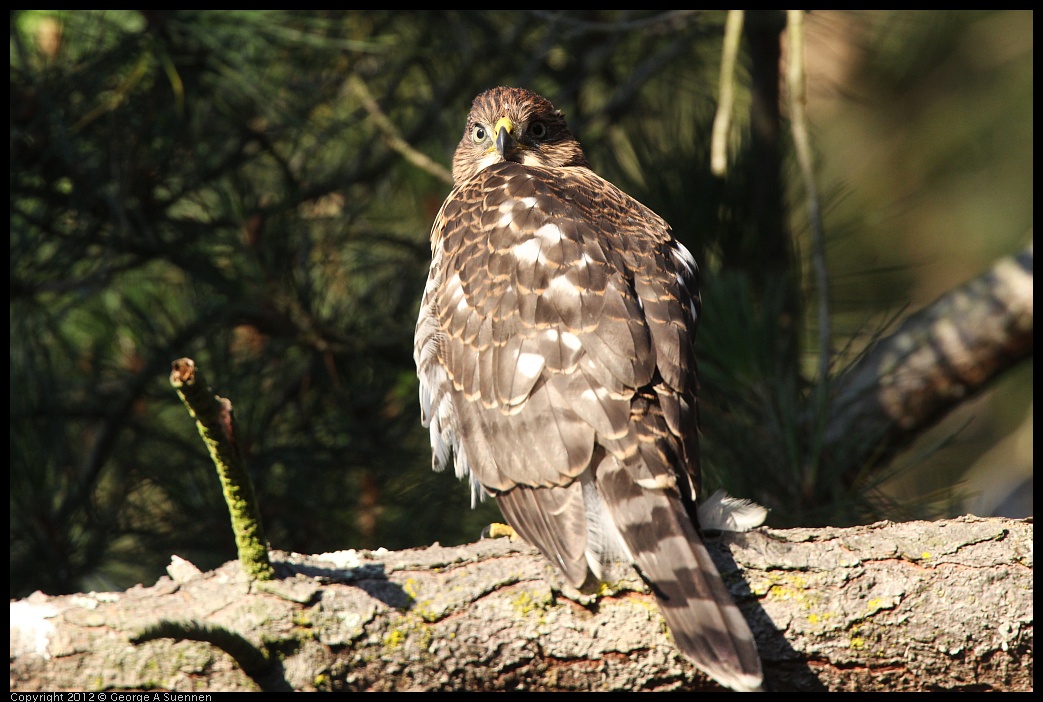 0718-183023-01.jpg - Cooper's Hawk Juvenile