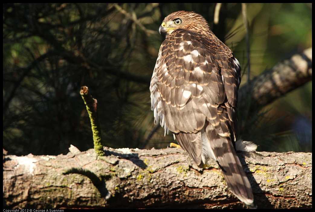 0718-183033-03.jpg - Cooper's Hawk Juvenile