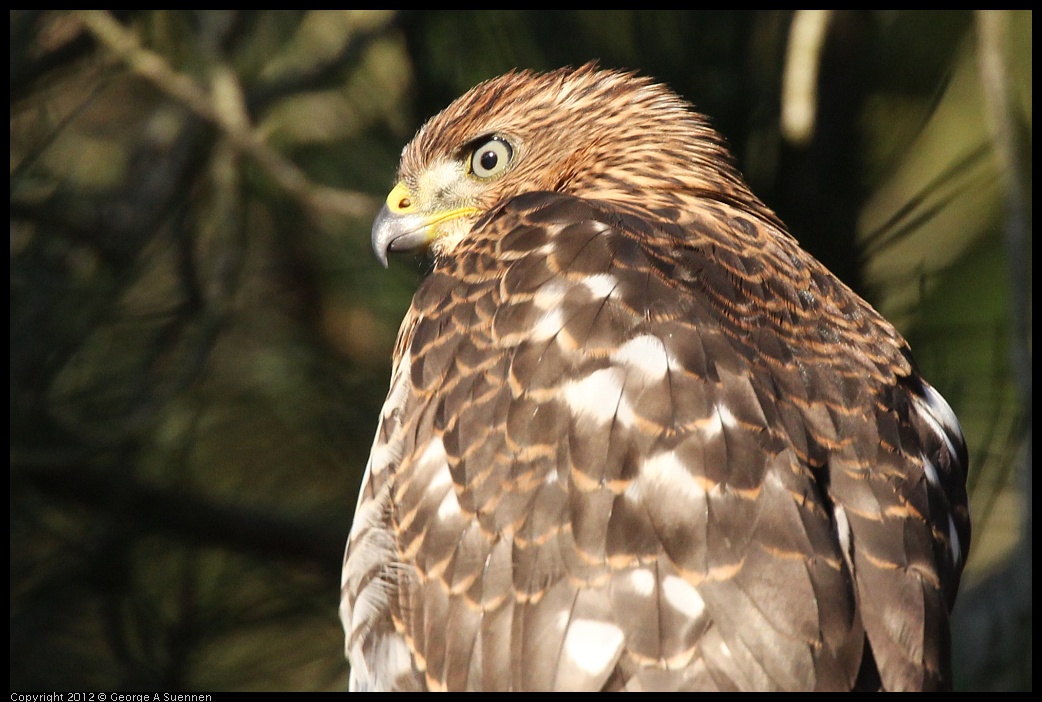 0718-183041-05.jpg - Cooper's Hawk Juvenile