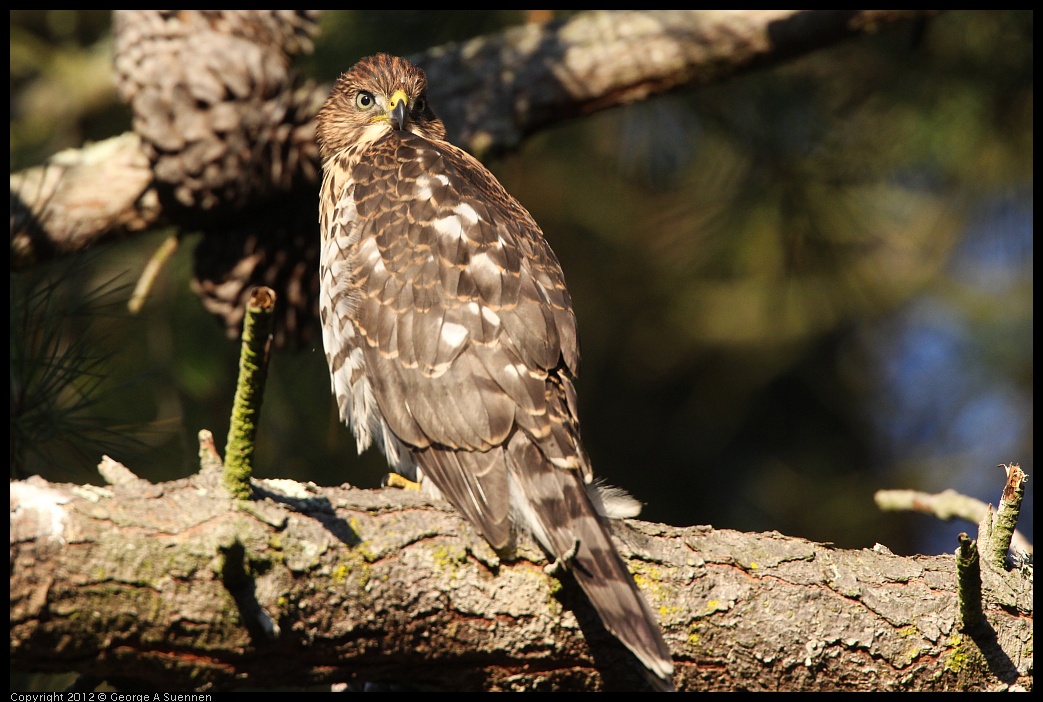 0718-183209-01.jpg - Cooper's Hawk Juvenile