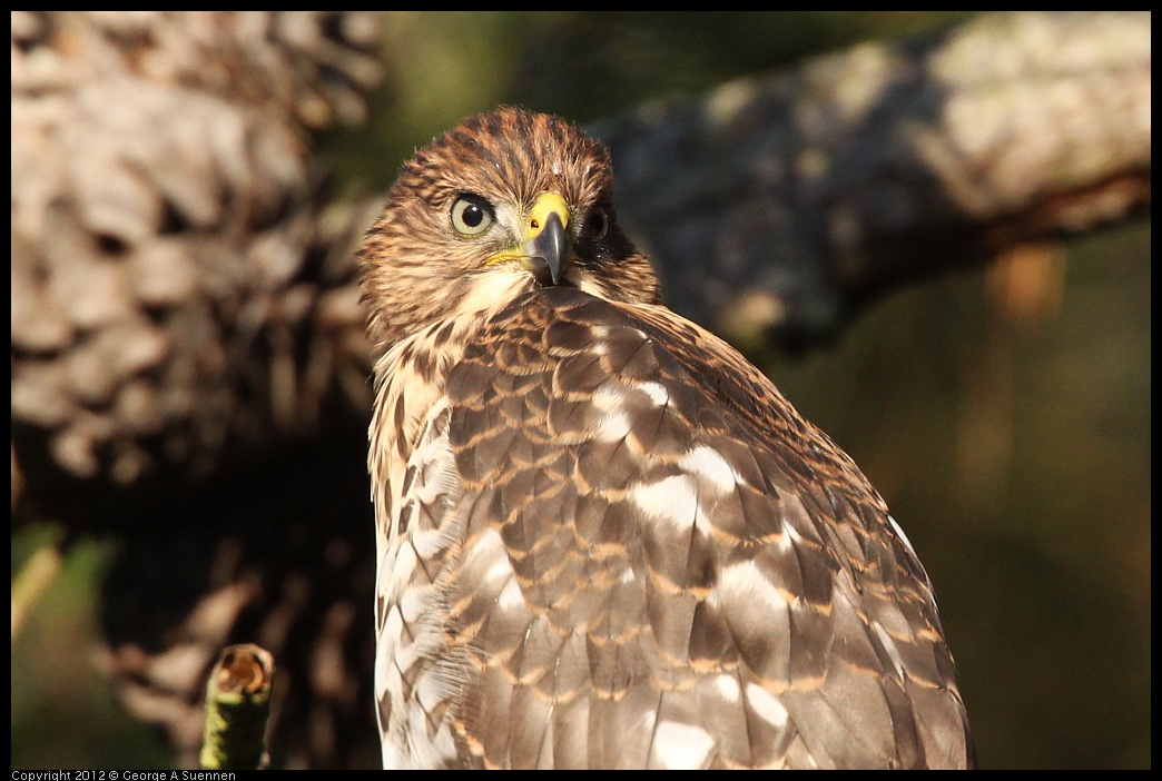 0718-183211-02.jpg - Cooper's Hawk Juvenile