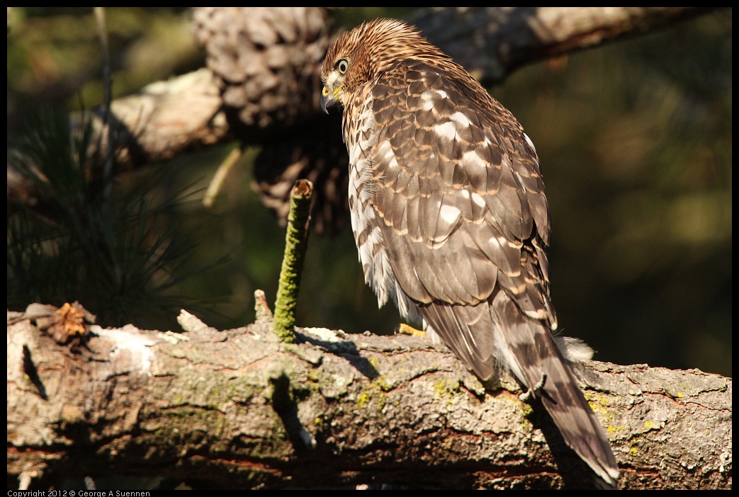 0718-183220-01.jpg - Cooper's Hawk Juvenile