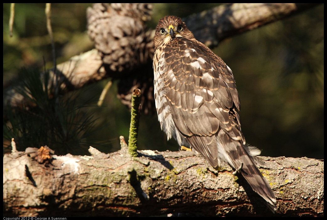 0718-183231-01.jpg - Cooper's Hawk Juvenile