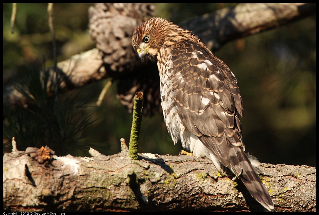 0718-183307-03.jpg - Cooper's Hawk Juvenile