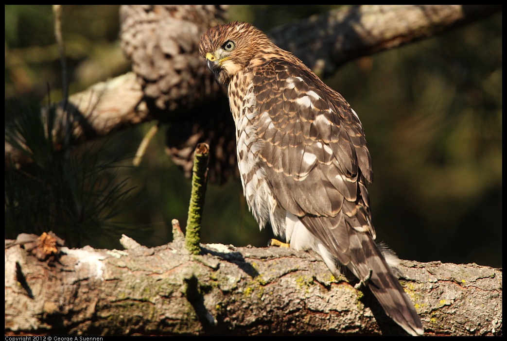 0718-183307-04.jpg - Cooper's Hawk Juvenile