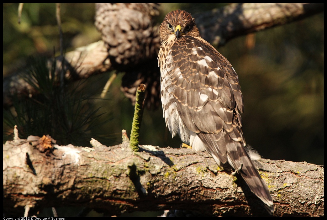 0718-183315-01.jpg - Cooper's Hawk Juvenile