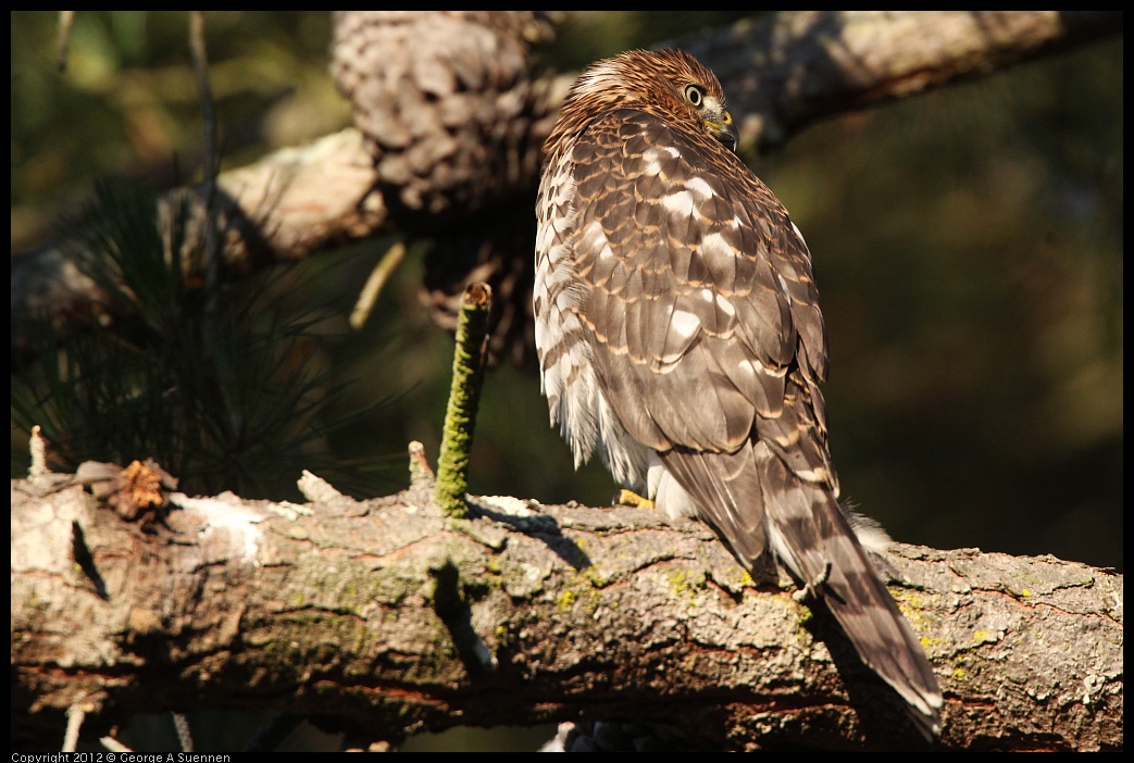 0718-183344-01.jpg - Cooper's Hawk Juvenile