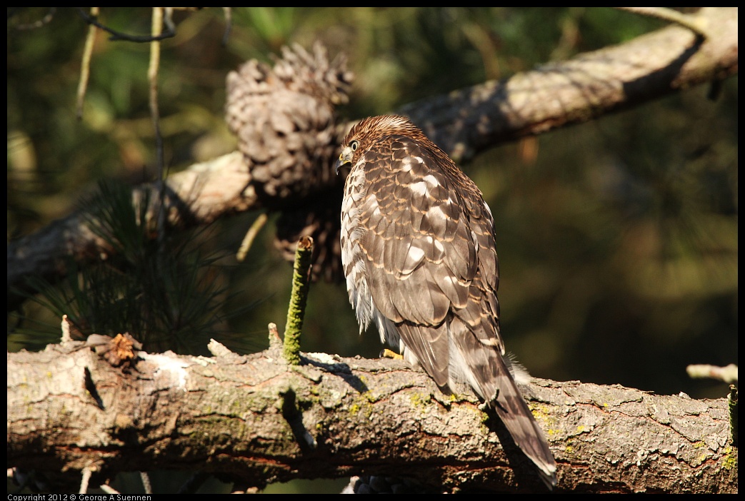 0718-183347-01.jpg - Cooper's Hawk Juvenile