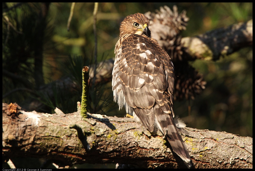 0718-183423-02.jpg - Cooper's Hawk Juvenile